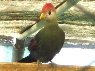 Turaco